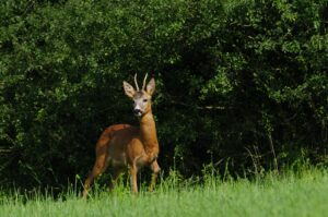 Wildtiere Haarwild Rehwild  (11)